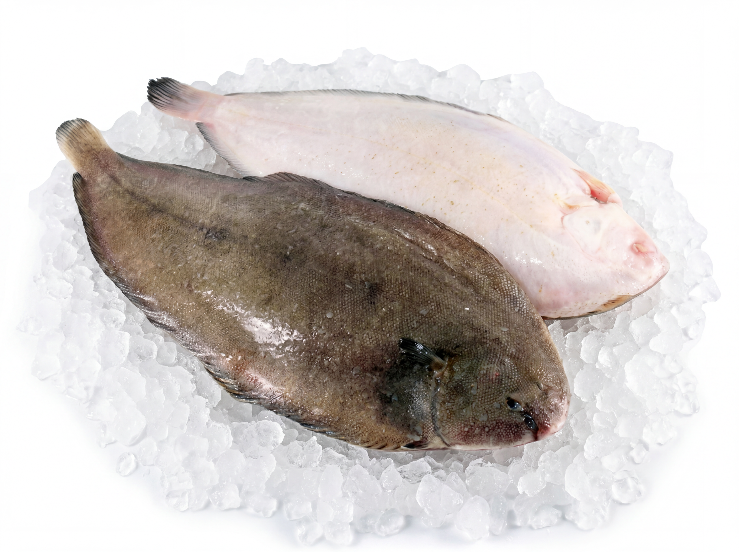 Whole Black Sole