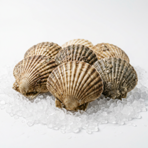 Scallops